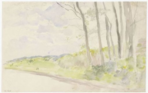 Group of Trees by a Road