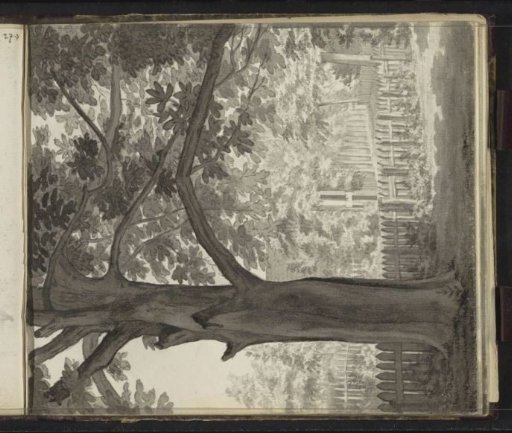 Tree by a fence