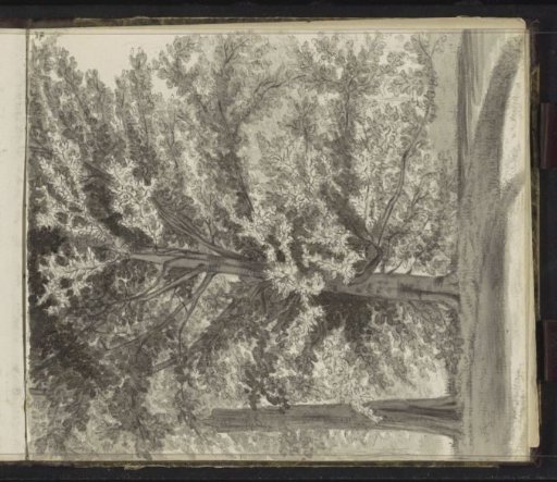 Trees