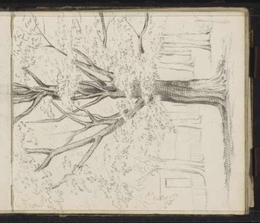 Orchard