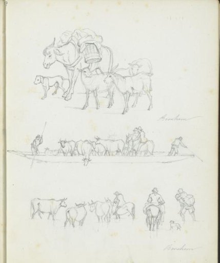 Study sheet with cows and a boat with cattle