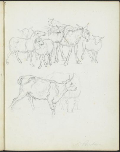 Cattle and an ox