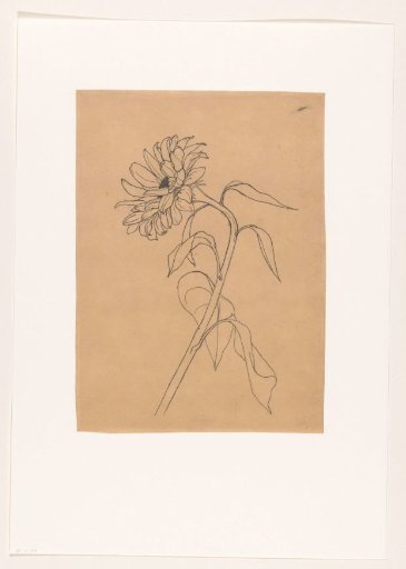 Sunflower from the side