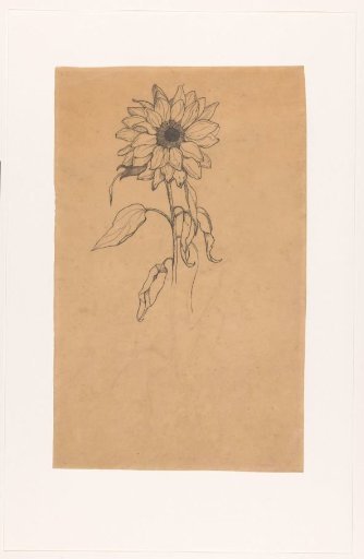 Sunflower from the front