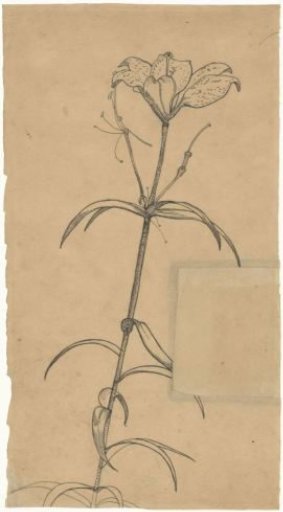 Tiger lily