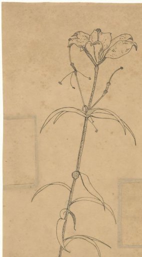 Tiger lily