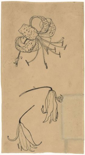 Three tiger lilies