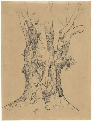 Thick tree trunk
