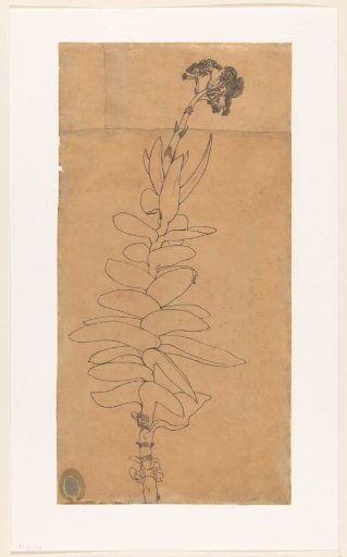 Flowering succulent