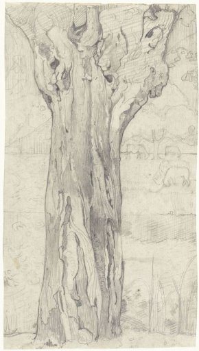 Pollarded willow