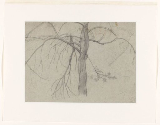 Study of a tree