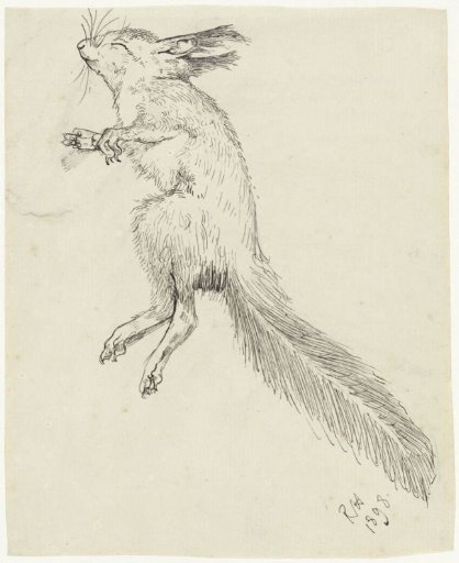 Dead squirrel