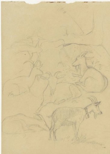 Study sheet with goats