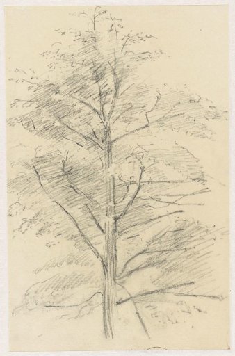 Study of a Tree