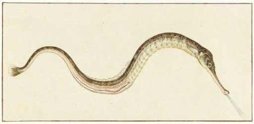 Sea Needle (Syngnatus Acus)