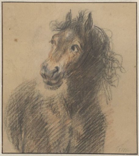 Horse, seen from the front, head to the left