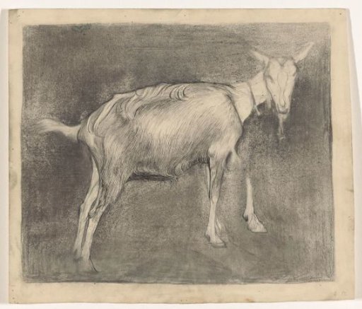 Standing Goat