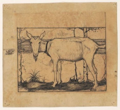 Goat by the ditch
