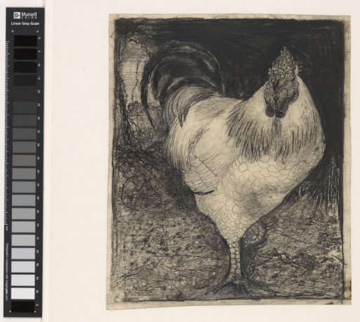 Rooster standing on one leg