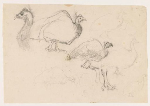 Study sheet with guinea fowl