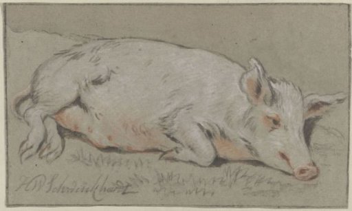 Lying pig