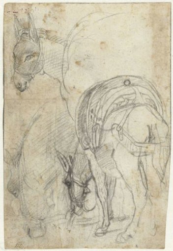 Studies of a donkey