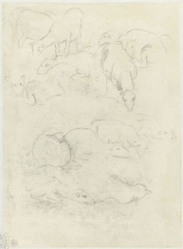 Groups of grazing and lying sheep