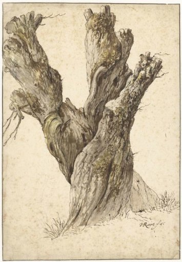 A pollard willow