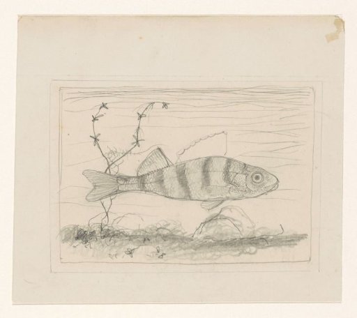 Young Perch