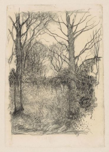 Edge of the Forest