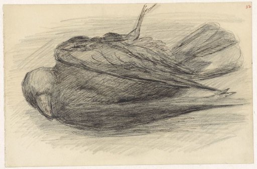 Dead bird