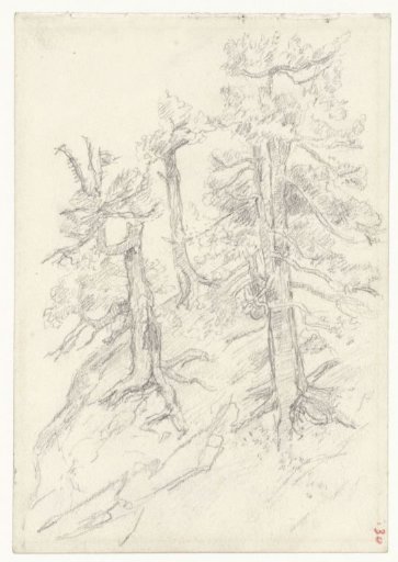 Trees on a slope