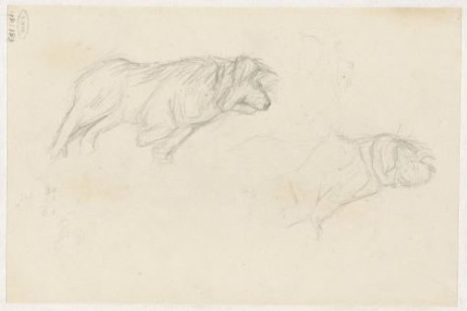 Studies of a dog