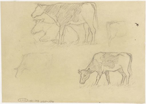 Studies of cows