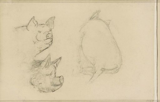Carcass and heads of a pig