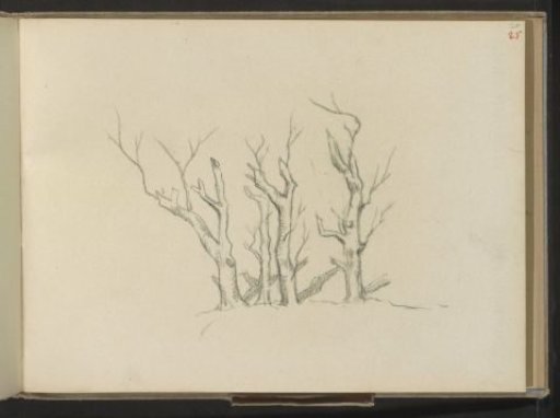 Trees with bare branches