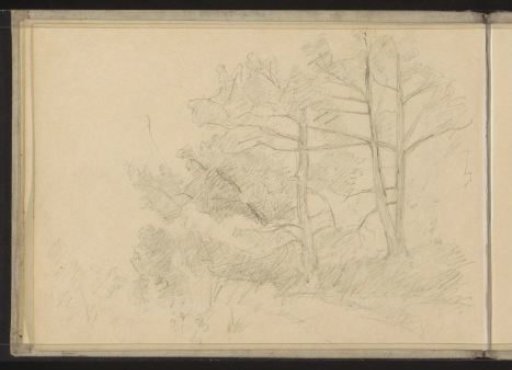 Trees and Shrubs