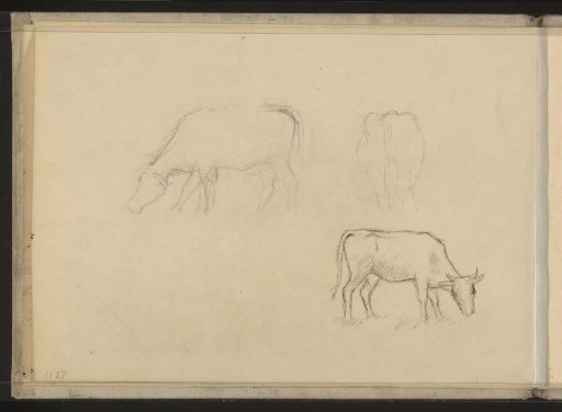 Grazing Cows