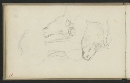 Head of a cow
