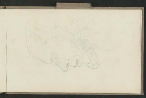 Head