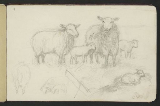 Sheep in a meadow