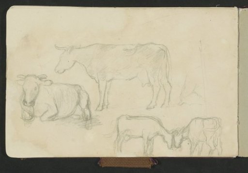 Standing cows and a lying cow