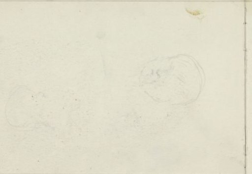 Head