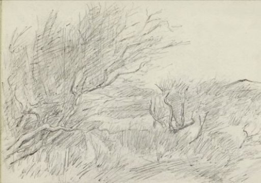 Landscape with trees and shrubs