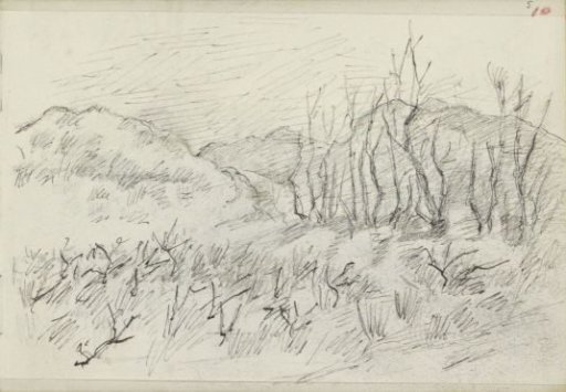 Hilly landscape with trees and plants