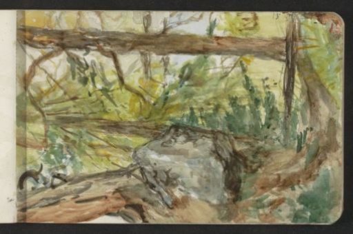 Forest in Pontresina
