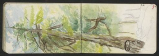 Tree in a forest in Pontresina