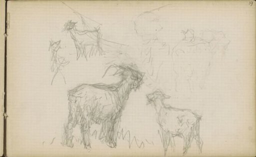 Long-haired goats