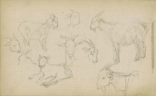 Goats and goat heads