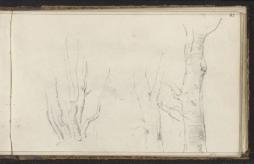 Tree trunks and branches